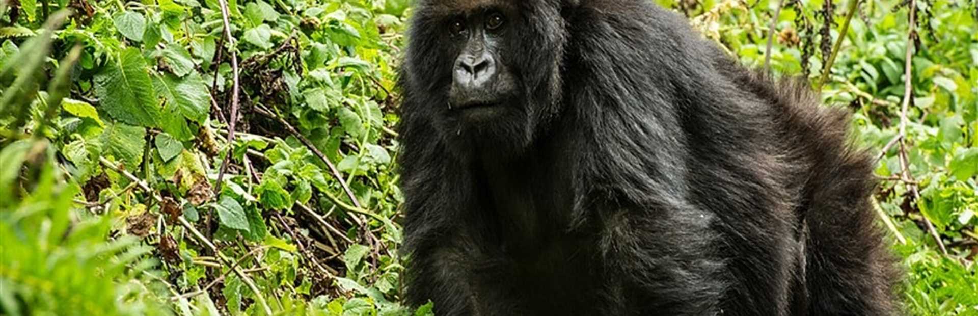 Rwanda Gorillas & Wildilfe
